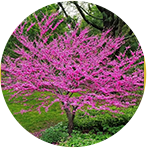 Cercis Canadensis